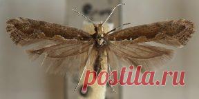 Как избавиться от моли и спасти любимые вещи и продукты - Лайфхакер