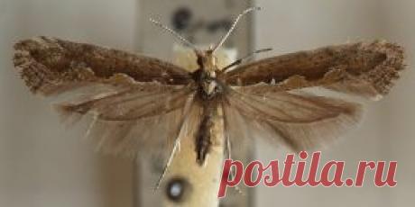 Как избавиться от моли и спасти любимые вещи и продукты - Лайфхакер