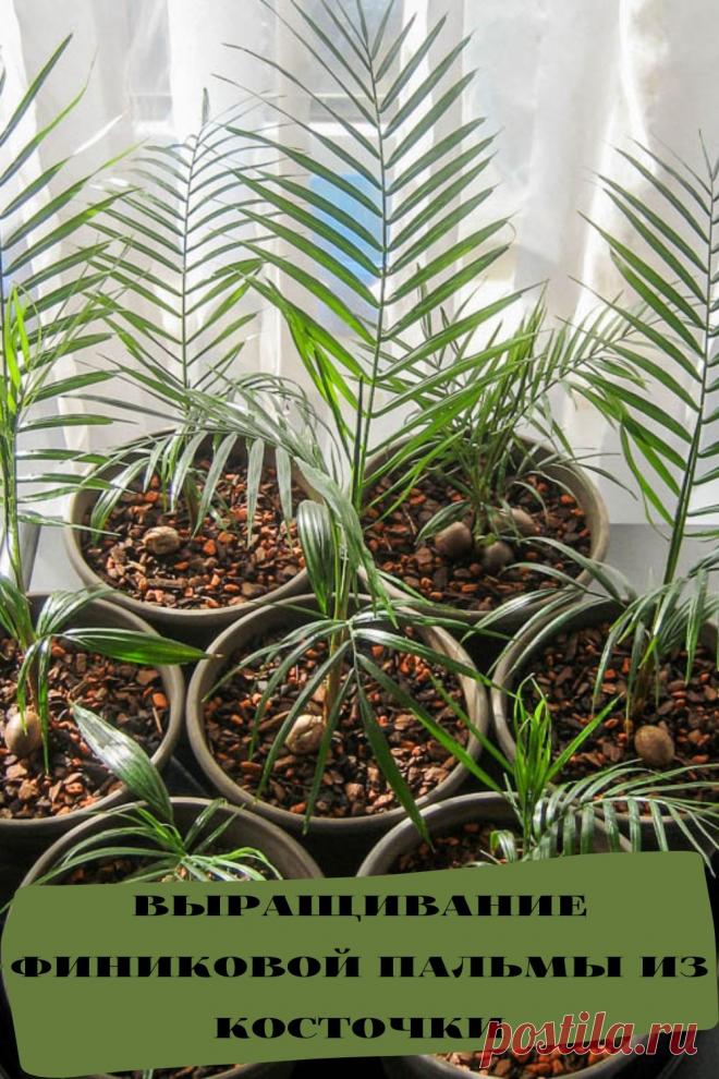 выращивание финиковой пальмы из косточки