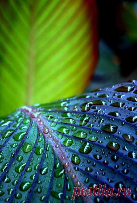 Blue drops