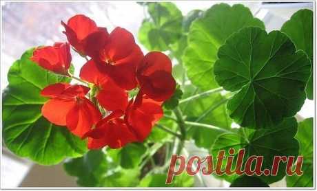 Лечебные свойства герани
Для лечебных целей применяют цветки, листья и корни растения. Препараты из герани обладают противовоспалительными, противомикробными, ранозаживляющими, кровоостанавливающими, мочегонными, вяжущими, закрепляющими, слабыми гипотензивными свойствами.
Настои цветков и листьев герани используют при почечнокаменной болезни, при диарее, фурункулах, отите и других заболеваниях.
При гипертонии, неврозе, повышенной возбудимости залить 1 ст. кипятка 1 ст. лож...