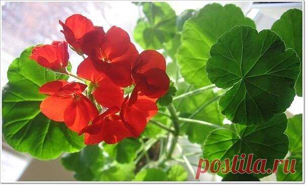 Лечебные свойства герани
Для лечебных целей применяют цветки, листья и корни растения. Препараты из герани обладают противовоспалительными, противомикробными, ранозаживляющими, кровоостанавливающими, мочегонными, вяжущими, закрепляющими, слабыми гипотензивными свойствами.
Настои цветков и листьев герани используют при почечнокаменной болезни, при диарее, фурункулах, отите и других заболеваниях.
При гипертонии, неврозе, повышенной возбудимости залить 1 ст. кипятка 1 ст. лож...