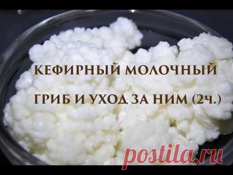 КЕФИРНЫЙ МОЛОЧНЫЙ ГРИБ (2 часть)