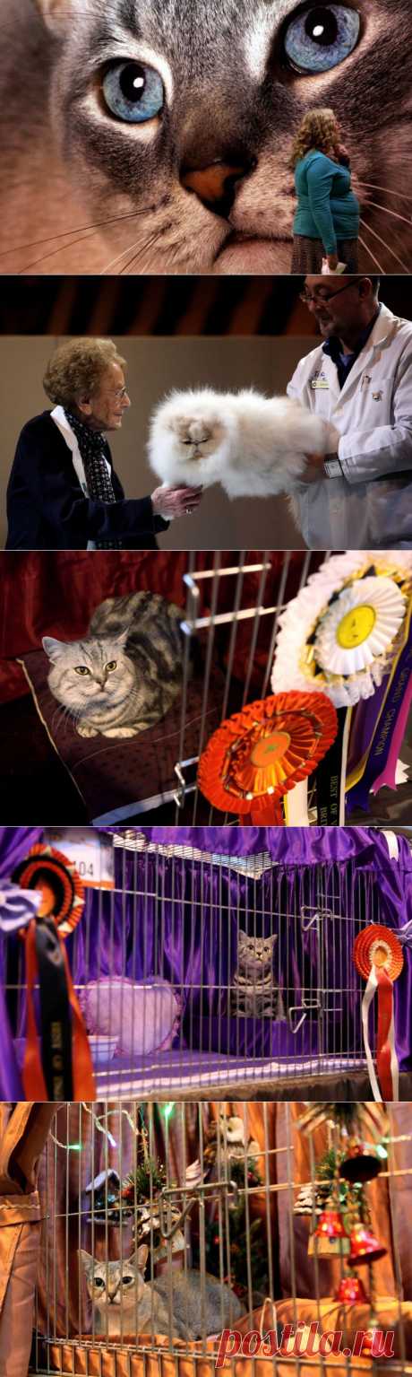 Выставка кошек в Англии :  НОВОСТИ В ФОТОГРАФИЯХ