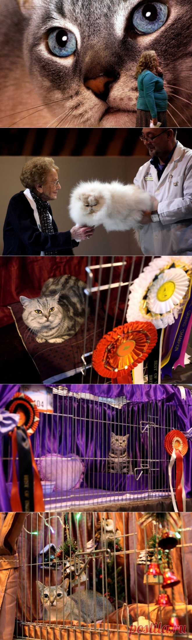 Выставка кошек в Англии :  НОВОСТИ В ФОТОГРАФИЯХ