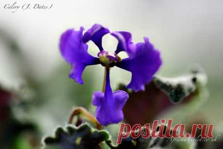 AfricanViolet.ко.Великобритании | это не ваша бабушка хобби.
