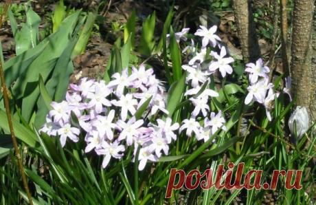 Весенние первоцветы для проблемных участков сада...