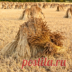 Авдотья Сеногнойка