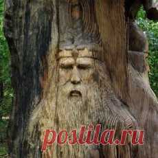 легенда о дереве