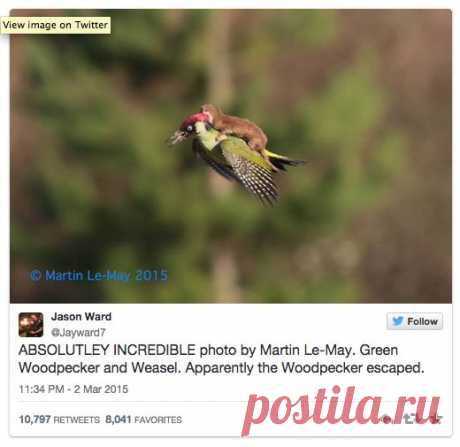 Фотограф-любитель снял полет дятла с лаской | National Geographic Россия