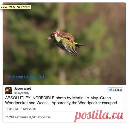 Фотограф-любитель снял полет дятла с лаской | National Geographic Россия