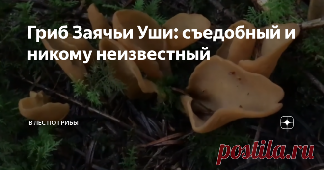 Гриб Заячьи Уши: съедобный и никому неизвестный Сегодня поговорим о необычном грибе наших лесов. Он носит название заячьи уши. От латинского - Otidea leporina. Его относят к съедобным грибам 4 категории. Обязательно перед употреблением его отваривают, а потом уже жарят.
Может расти в виде ведьминого круга. Мякоть у него очень тонкая. Запаха не имеет. Растет обычно в августе, сентябре месяце.
Грибники его не любят собирать. При сушке он