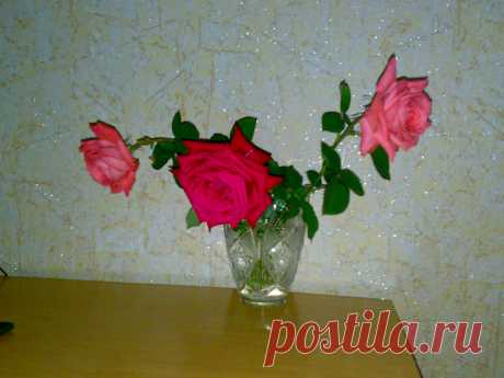 красные розы