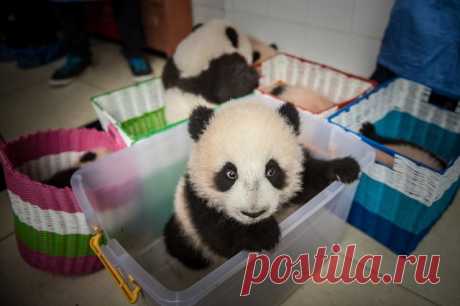 Ясли для панд в провинции Сычуань . Тут забавно !!!