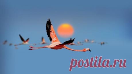 В нарядной розовой одёжке