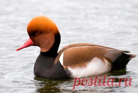 Виды уток: названия и фото / Сибирский охотник