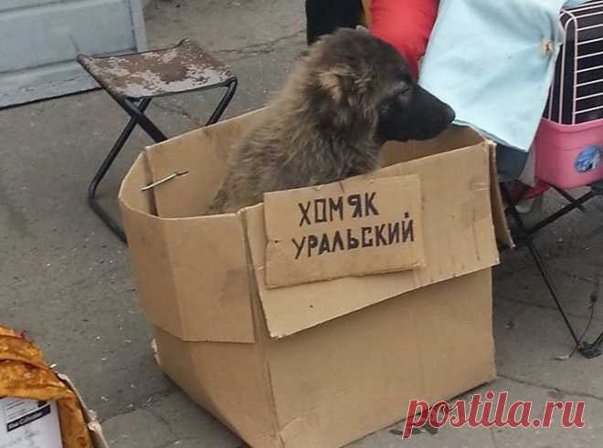 Сергей Бразинский
51 год, Беларусь, Минск