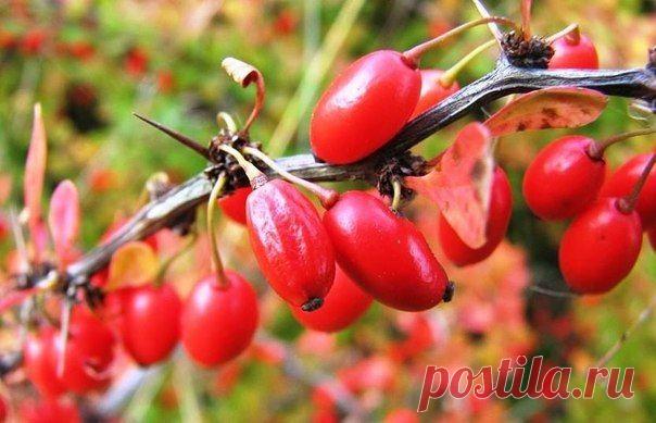 БАРБАРИС: ПОСАДКА И УХОД, РАЗМНОЖЕНИЕ И ОБРЕЗКА ОСЕНЬЮ, ВЕСНОЙ И ЛЕТОМ. Сохрани шпаргалку, поделись с друзьями!