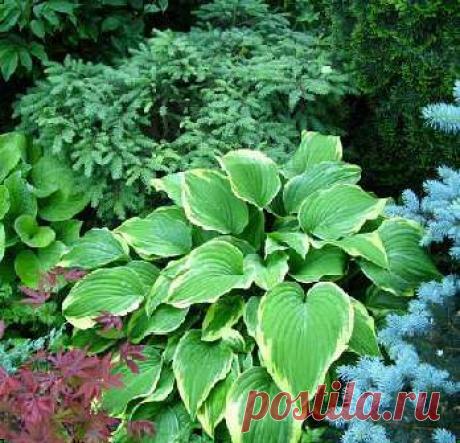 оформление цветника на даче | Дачное царство