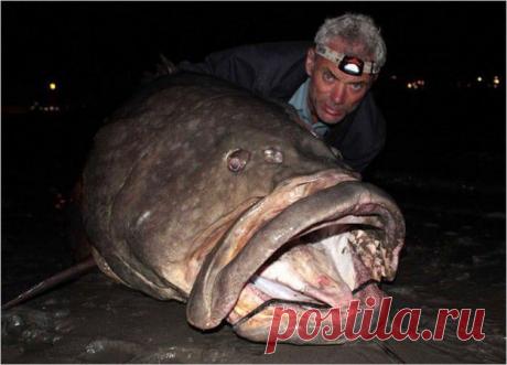 Самые страшные речные монстры (110 фото) | Прикольные картинки, интересные фотографии, фото девушек, смешные и интересные видео, фото приколы