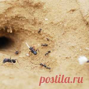 Муравьи на участке. Эффективный способ борьбы!