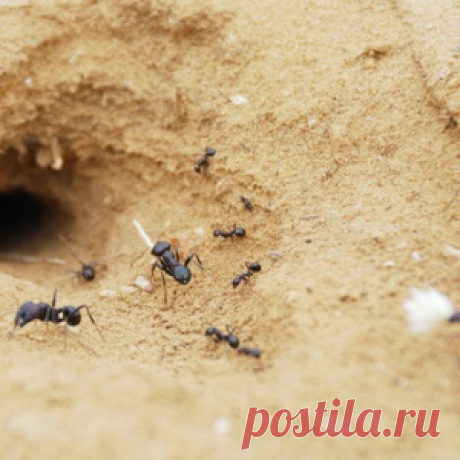 Муравьи на участке. Эффективный способ борьбы!