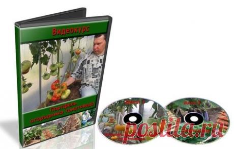 Портфель огородника томатоведа (Видеокурс) Этот видеокурс учитывает все мелочи и секреты разных лет, которые в сочетании со стандартными рекомендациями и приводят к положительному результату. Если Вы хотя бы раз произносили фразу – Эх, даже жалко срывать такую красоту. – То этот видеокурс для Вас.Меня зовут Валерий Медведев, я увлекаюсь