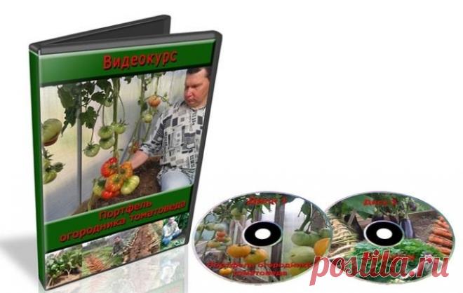 Портфель огородника томатоведа (Видеокурс) Этот видеокурс учитывает все мелочи и секреты разных лет, которые в сочетании со стандартными рекомендациями и приводят к положительному результату. Если Вы хотя бы раз произносили фразу – Эх, даже жалко срывать такую красоту. – То этот видеокурс для Вас.Меня зовут Валерий Медведев, я увлекаюсь