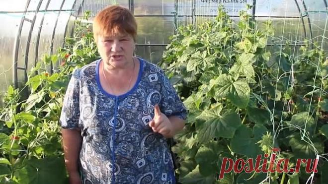 Вырвите Это Немедленно, Если Хотите Сберечь Урожай! Прикорневая Гниль.