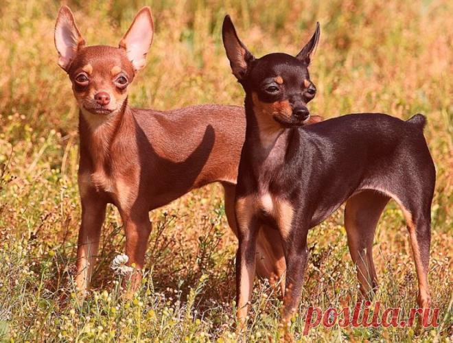 Породы собак для квартиры: ТОП 30 с фото и названиями