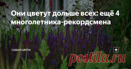 Они цветут дольше всех: ещё 4 многолетника-рекордсмена Долгоцветущие многолетники выполняют в цветниках множество ролей, без которых немыслимо ни одно творение ландшафтного дизайна. Это и скелет (основа) композиции, и ее объем, и заполнение «пауз» в цветении партнеров, и фон. Представляю вам вторую четверку растений, цветение которых длится около трех месяцев.