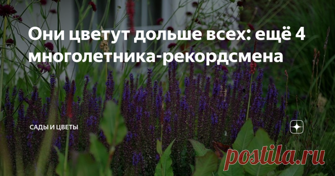 Они цветут дольше всех: ещё 4 многолетника-рекордсмена Долгоцветущие многолетники выполняют в цветниках множество ролей, без которых немыслимо ни одно творение ландшафтного дизайна. Это и скелет (основа) композиции, и ее объем, и заполнение «пауз» в цветении партнеров, и фон. Представляю вам вторую четверку растений, цветение которых длится около трех месяцев.
