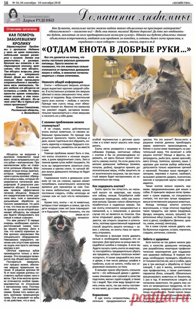 Как содержать енота. Как помочь заболевшему кролику