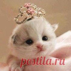 Мойдодыр не дает спать: котенок прилег на морду собаки и умывается / Surfingbird - мы делаем интернет лучше