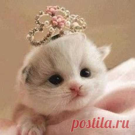 Мойдодыр не дает спать: котенок прилег на морду собаки и умывается / Surfingbird - мы делаем интернет лучше