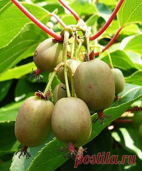 Необыкновенный фруктово-карамельным аромат -  актинидии гибридной Конфетная