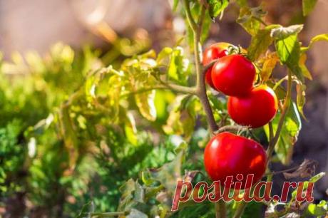 Советы, которые помогут ускорить рост помидоров в августе — Дачный участок