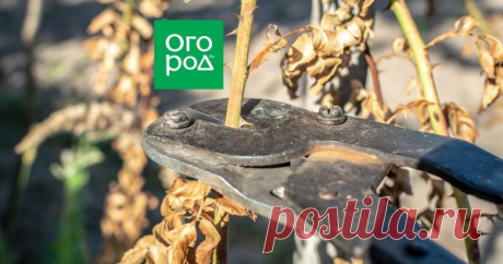 розы | Подборка статей | Огород.ru фотоопределитель болезней (45 статей)
