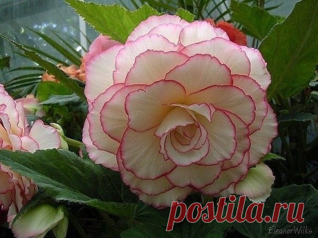 (11) Одноклассники