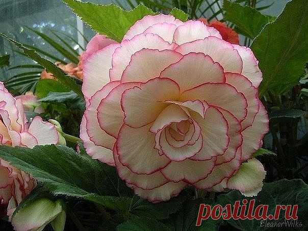 (11) Одноклассники