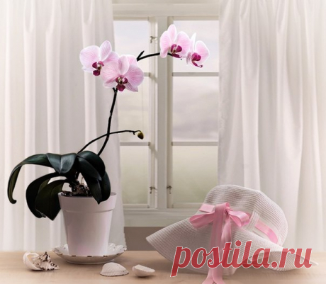 КАКОЙ СЕГОДНЯ ПРАЗДНИК? 3 Августа 2017 г. – Четверг • День поцелуев с зеркалом • День памяти пророка Иезекииля • День независимости - Нигер • Национальный день арбуза - США • Именины у Ивана, Анны, Федора, Онисима, Георгия, Онуфрия, Евгения, Романа, Петра, Семена • Онуфрий Молчаливый