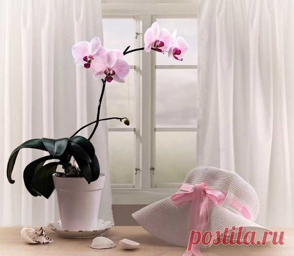 КАКОЙ СЕГОДНЯ ПРАЗДНИК? 3 Августа 2017 г. – Четверг • День поцелуев с зеркалом • День памяти пророка Иезекииля • День независимости - Нигер • Национальный день арбуза - США • Именины у Ивана, Анны, Федора, Онисима, Георгия, Онуфрия, Евгения, Романа, Петра, Семена • Онуфрий Молчаливый