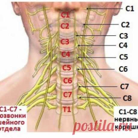 Клиника шейных корешковых синдромов... 
Поражение корешков С1 С2, С3 встречается крайне редко. В силу анатомо-функциональных особенностей три первых шейных корешка при нейродистрофических процессах практически не ущемляются и явлений выпад…