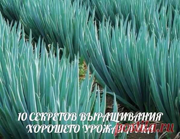 10 СЕКРЕТОВ ВЫРАЩИВАНИЯ ХОРОШЕГО УРОЖАЯ ЛУКА