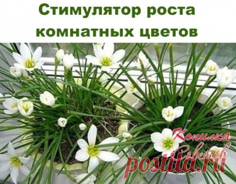 (55) Одноклассники