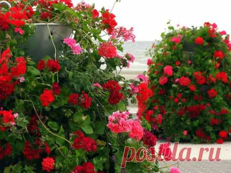 Кустарниковые розы