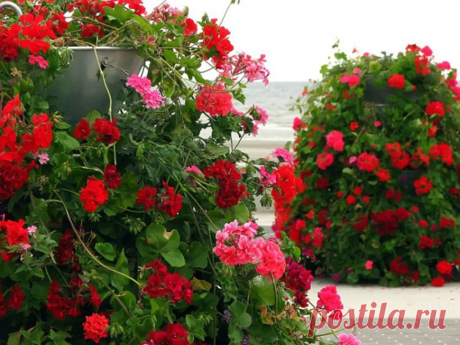 Кустарниковые розы