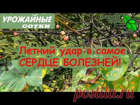 ЛЕТНЯЯ САНАЦИЯ! ОДНО средство от всех болезней вишен, роз, земляники, картофеля и ВСЕХ РАСТЕНИЙ!