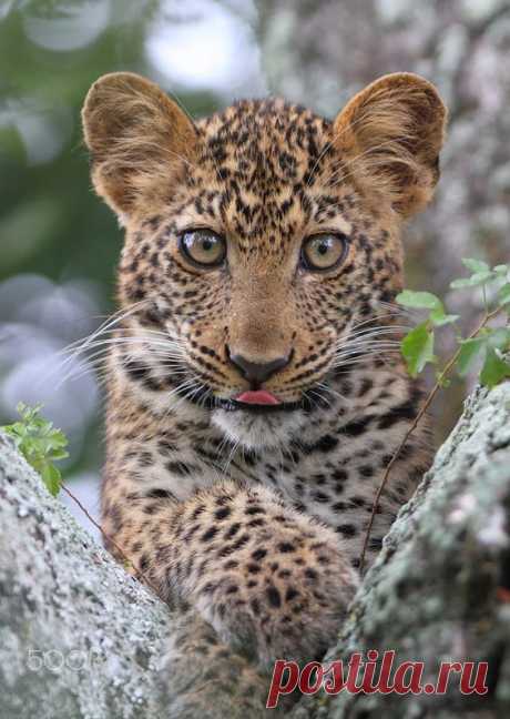 Фотографии от пользователя ryanjack на fivehundredpx
 · · · Leopard Cub Very Relaxed in Fork of a Tree.
