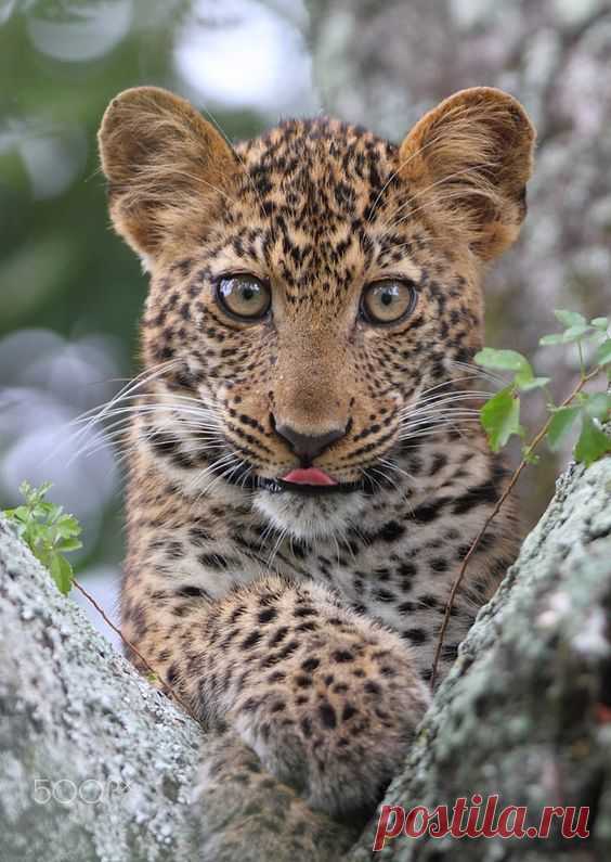 Фотографии от пользователя ryanjack на fivehundredpx
 · · · Leopard Cub Very Relaxed in Fork of a Tree.